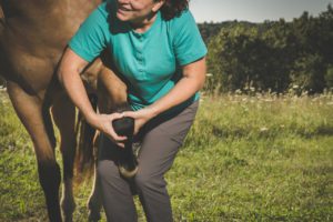 Veterinarian checking the health of a horse's leg in a field
