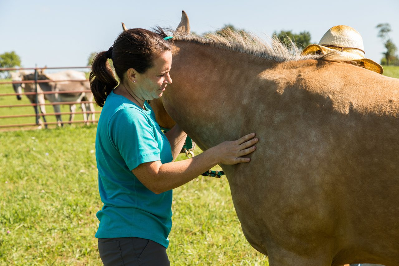 Veterinarian checking the health of a horse