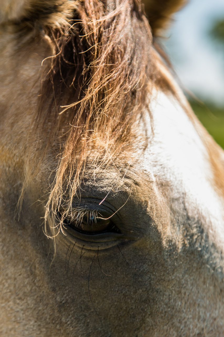 Close up shot of horse eyes