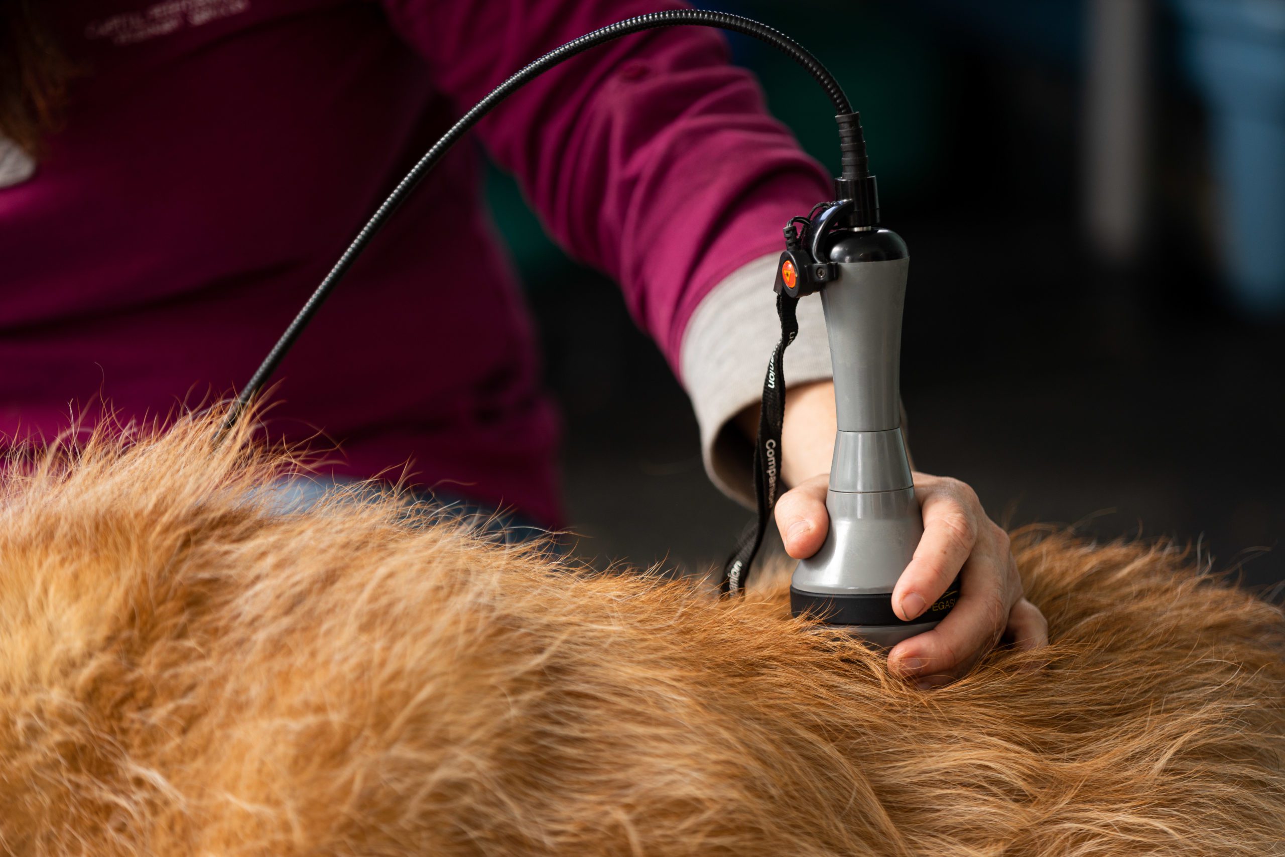Veterinarian performing laser therapy