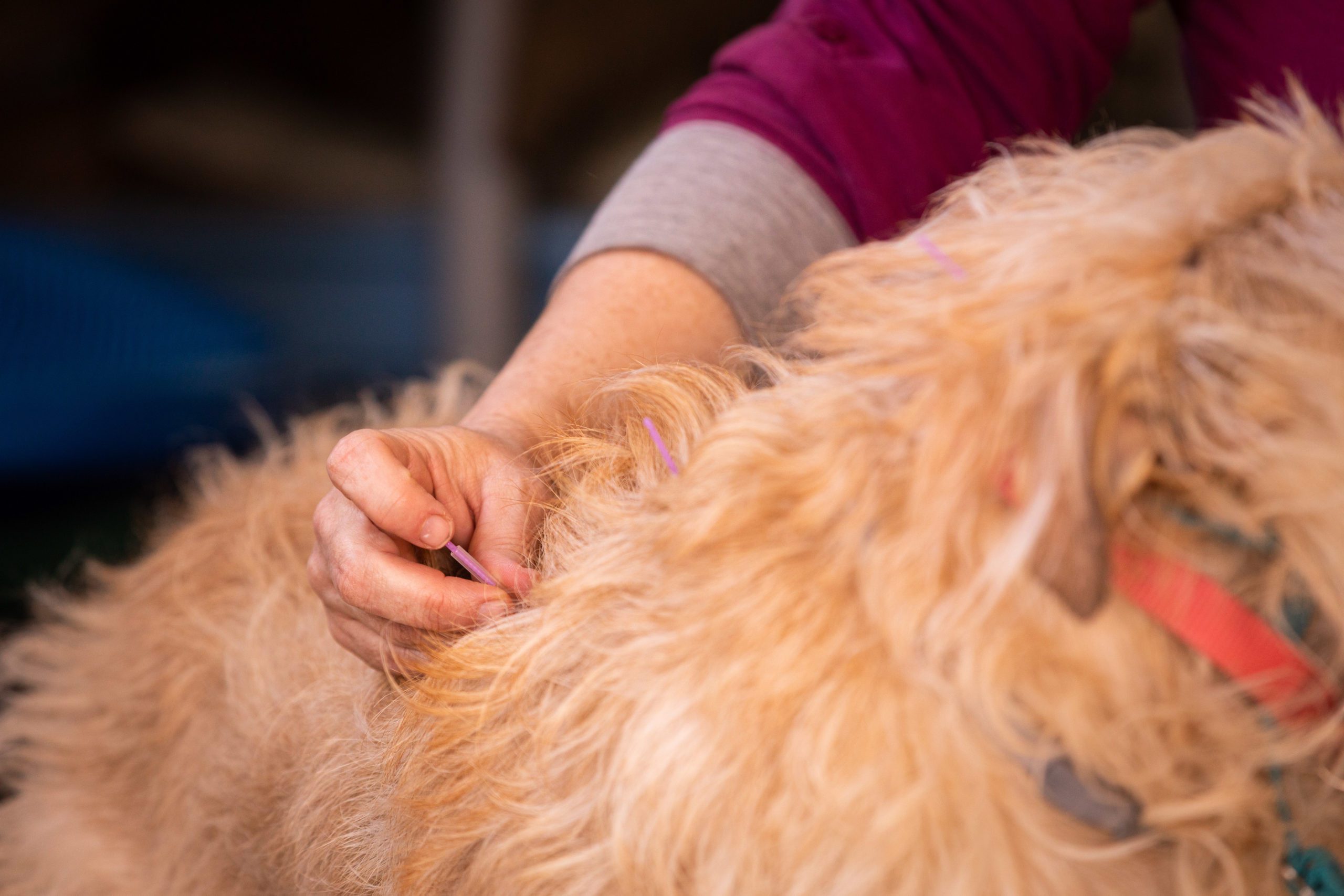 Veterinarian performing dog acupuncture