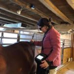 Veterinarian using cold therapy on a horse in a barn