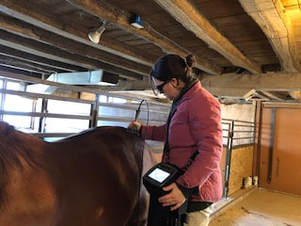 Veterinarian using cold therapy on a horse in a barn